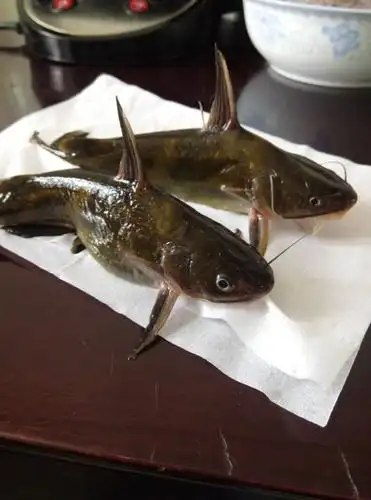 分享到:  13 分钟前 提问者采纳 昂刺鱼 回答 学名黄颡鱼 huáng