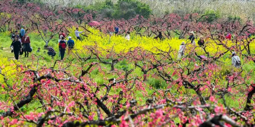 广西钟山鹰嘴桃花开绚丽春画卷
