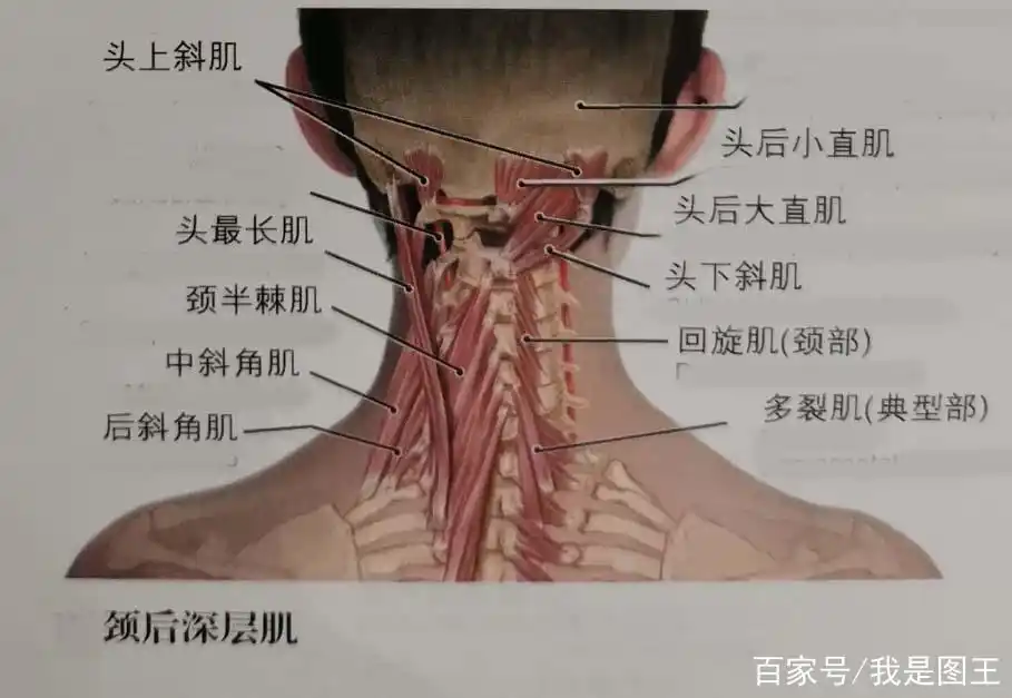 《看看颈部吧》之颈后区肌|大畅带你来看图!