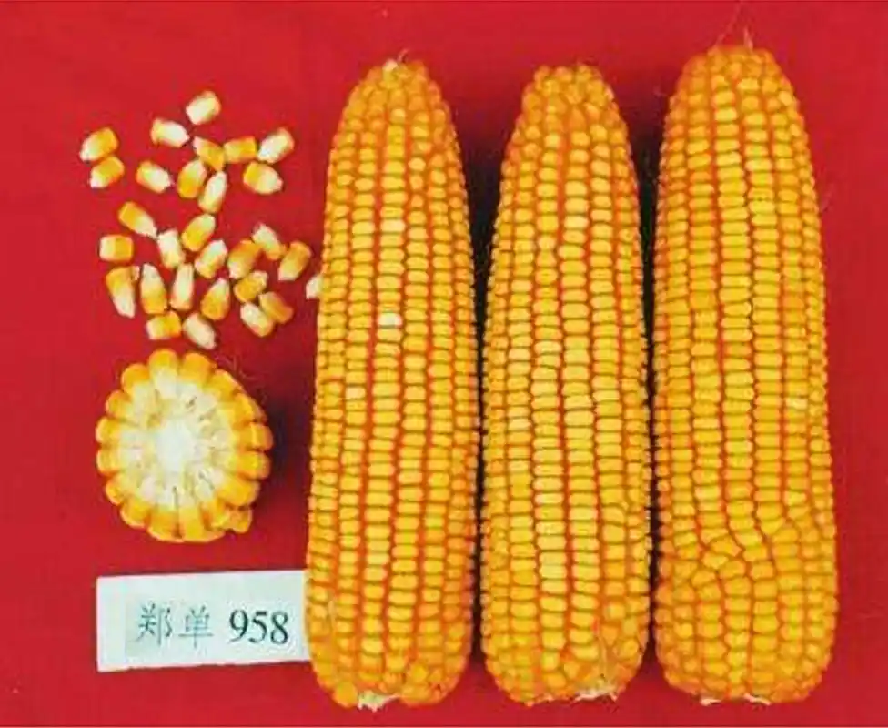 玉米种植季,哪种玉米种子更高产?建议来了