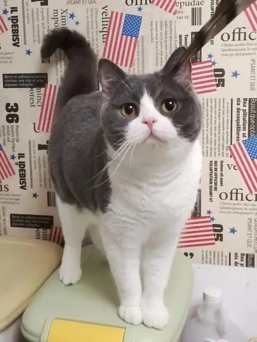 【布丁】视频随便截个图都这么绝#英短  #蓝白  #英短蓝白  #猫咪