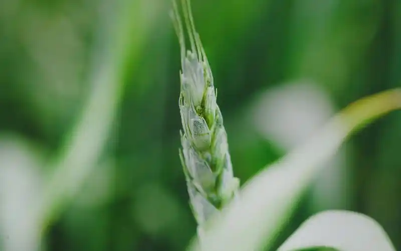 绿色护眼小麦图片电脑壁纸