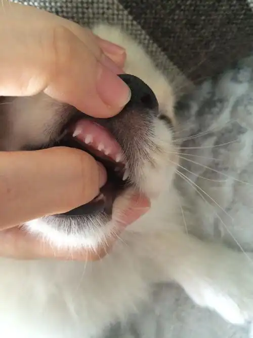 请问各位大神:我家狗狗3个月满了,牙没掉过,并且乳牙一直都长不出来