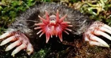 世界上最恶心的动物好了又省一顿饭图