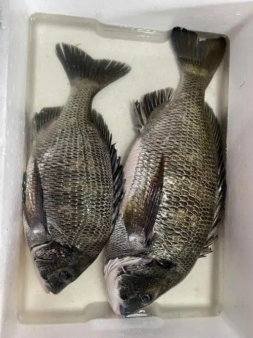 珠科美食黑鲷清水火锅