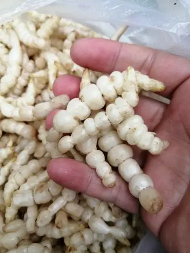 地蚕,乐山本地叫"地蛹儿",泡坛泡菜,安逸得板!