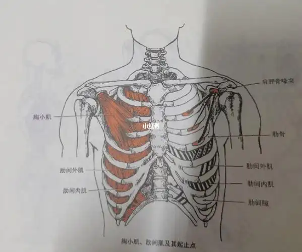 每天学习一个肌肉——胸小肌