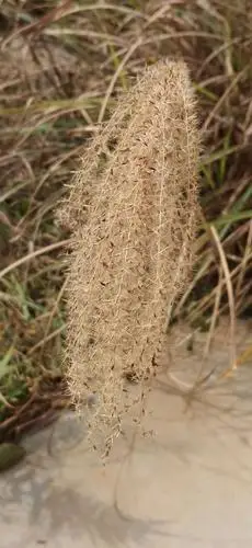 芦桥随拍花,草,竹,果树,巴毛花