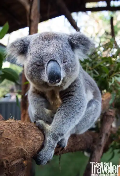 澳大利亚独特动物盘点