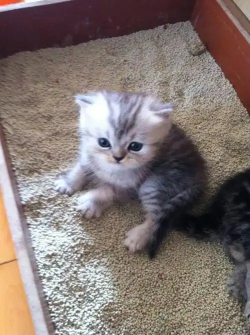 是英短和波斯杂交的