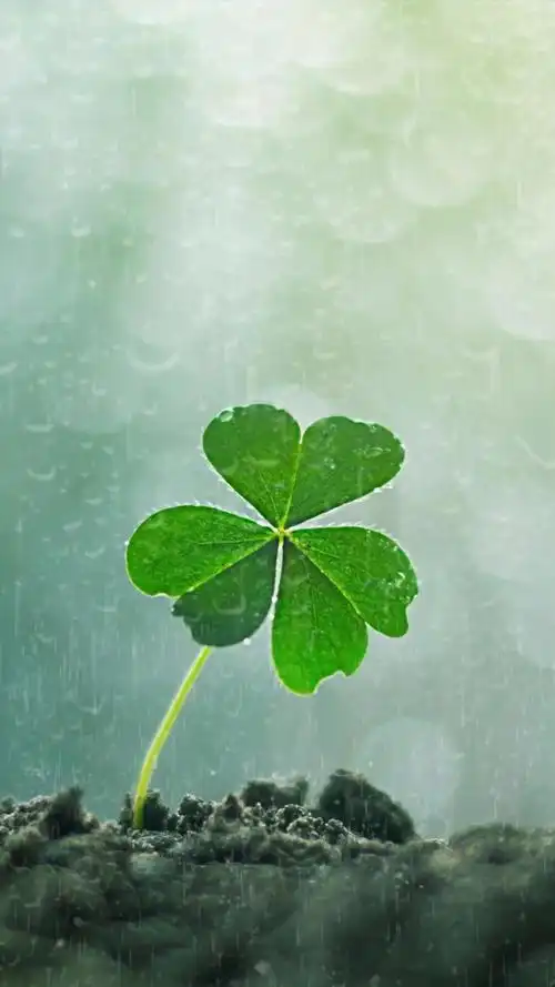 这辈子我有这么幸运吗?幸运草