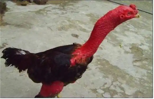 茶花养殖方法和注意事项