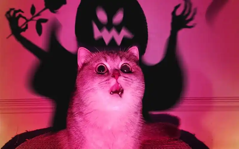 胆小勿入!超凶可爱鬼