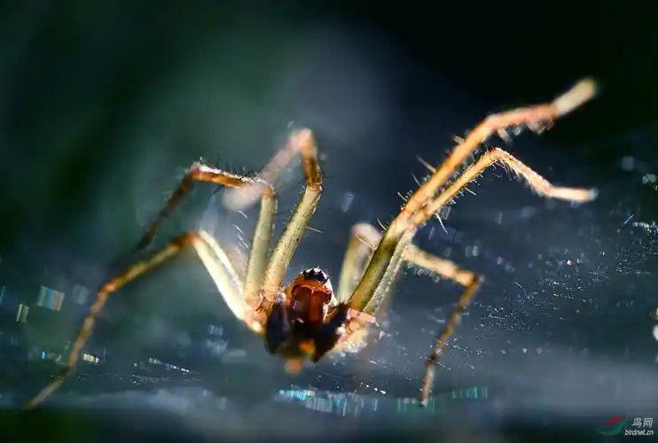 长腿蜘蛛-----【贺获首页精华]