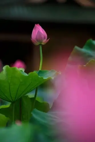 七宝池中菡萏馨一一东林千年莲香醉人