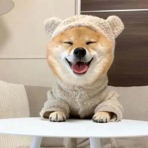 日本贪睡柴犬红遍网络可爱到爆!10万网友每天看它打哈欠?