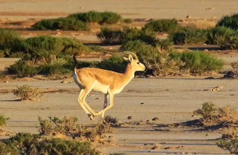 奔跑中的羚羊. (西藏)