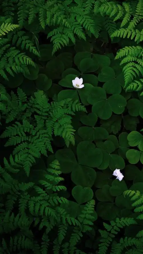 头条问答 - 你们的华为mate9壁纸都有哪些,可以分享吗?(6个回答)