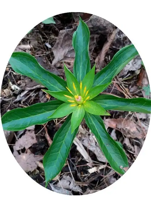 蚤休庭院桌面植喜绿植盆栽室内小型重楼50包绿植