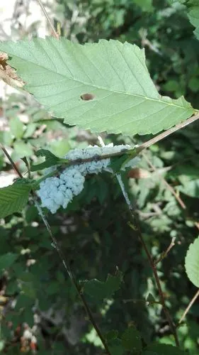 白色的榆凤蛾幼虫(摄于北京水源保护区)