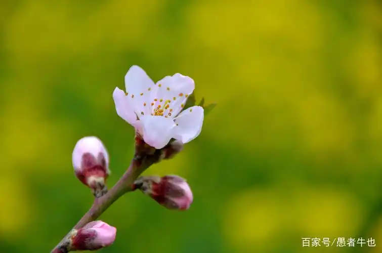 桃花年年开 好运年年来 天天桃花运 月月福禄进