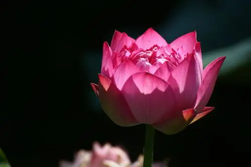 来生愿做一朵莲花,开在佛前无惊无扰,以优雅从容的姿态,笑看朝朝暮暮