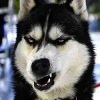 形容眼神很凶的头像图片点击鼠标右键下载