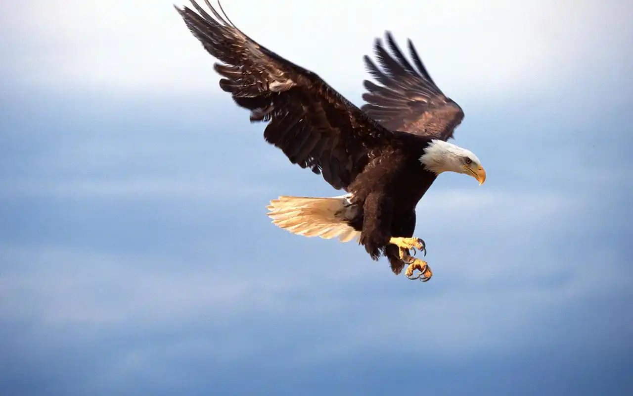 翱翔天空的雄鹰图片桌面壁纸