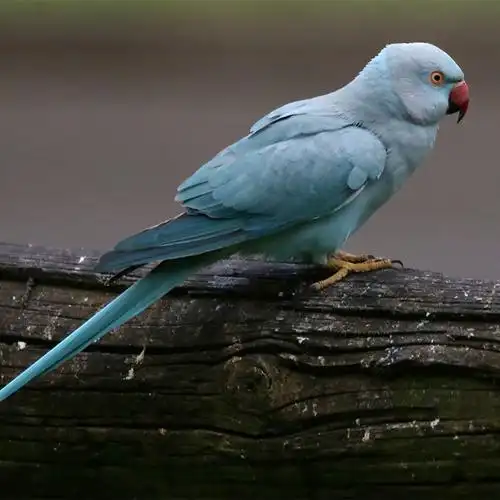蓝太平洋鹦鹉动物