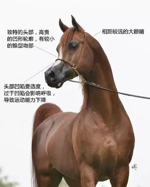 阿拉伯马可以胜任各种马术项目,尤其是长距离耐力赛,更是当仁不让的