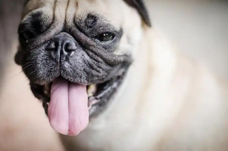 可爱的哈巴狗和滑稽的脸图片