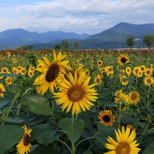 让生活充满阳光