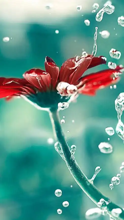 花#苹果6高清壁纸,iphone 6 plus高清壁纸,不是高清我不发,更多同