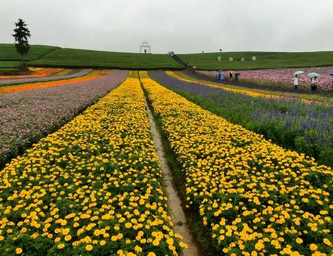 《花田小镇田野风光》2016年10月7日手机摄于武义县花田小镇.