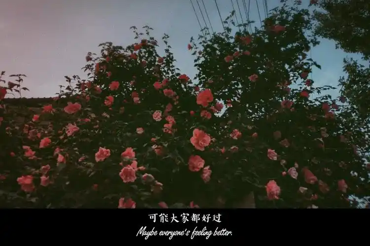 情感语录情感宣泄时用什么文案寄托呢?