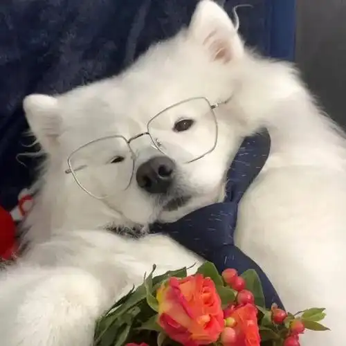 有趣的小狗头像