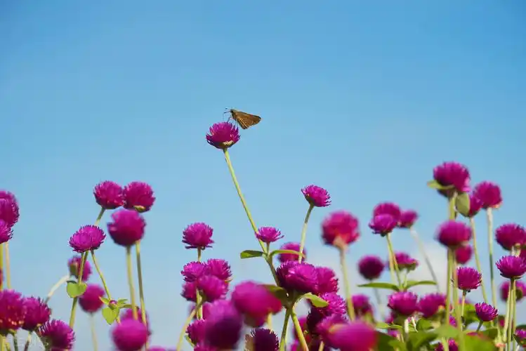 阳光正好,心情好的句子有哪些,3