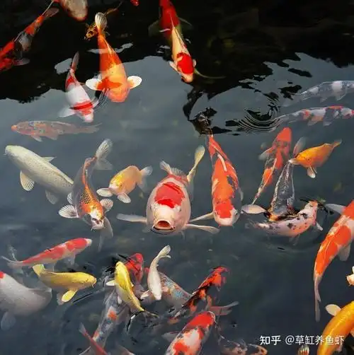 养什么鱼既喜庆又吉利要养就养锦鲤鱼招财又转运