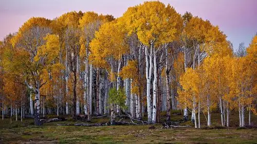 可爱的黄白金白桦林壁纸