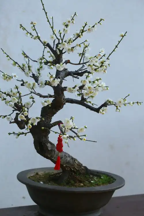 所在位置:>梅花盆景的经典造型有徽派的游龙式,三台式;苏派的劈干式