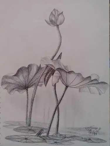 荷花铅笔画简笔画国画