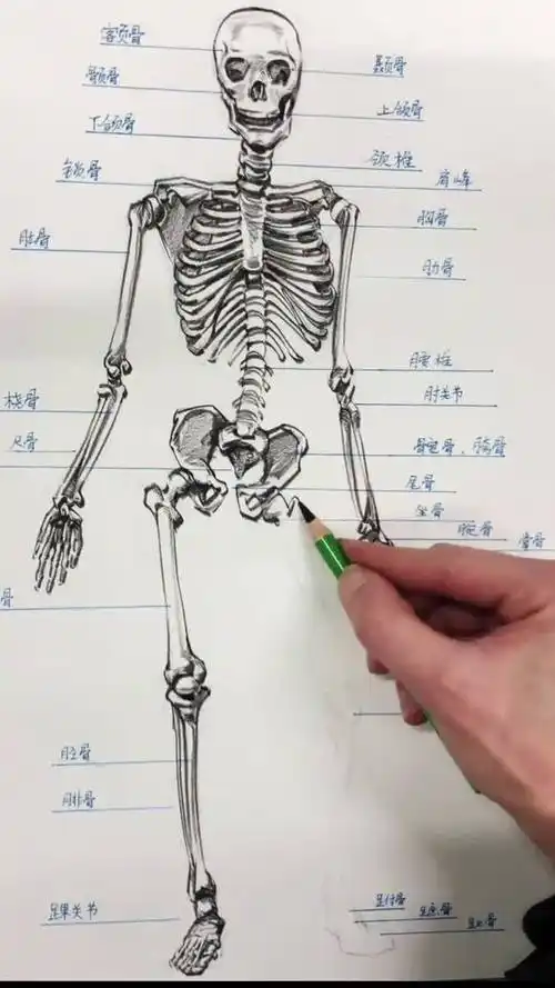 尹震老师的速写示范之骨骼画法