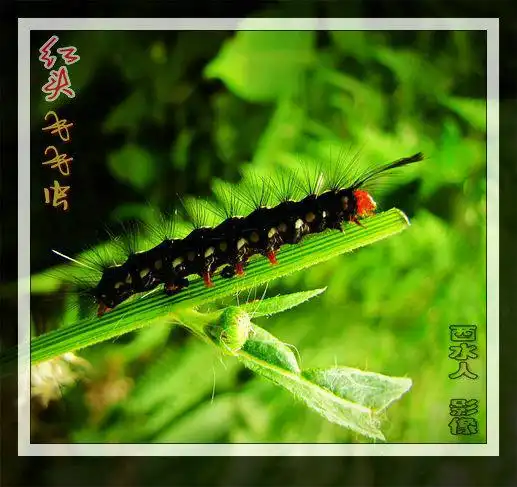 红头毛毛虫