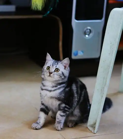 这个美国短毛猫叫价1万8千,值吗?