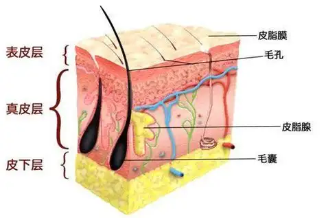 面对皮脂膜修复 你应该这样做