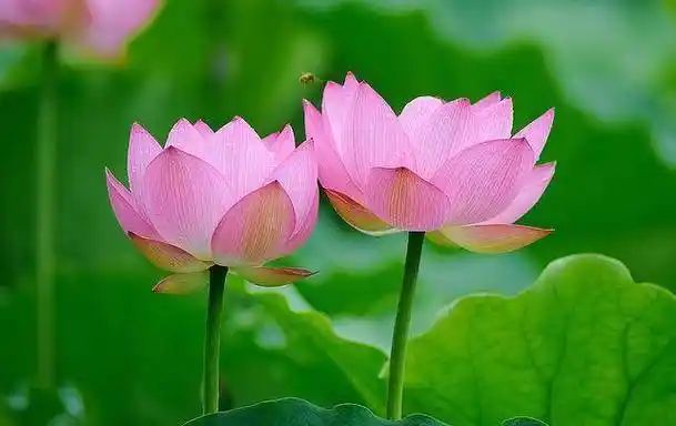 莲花,在我国的文化地位中处于一个特殊的地位,与我国的佛教文化,道教