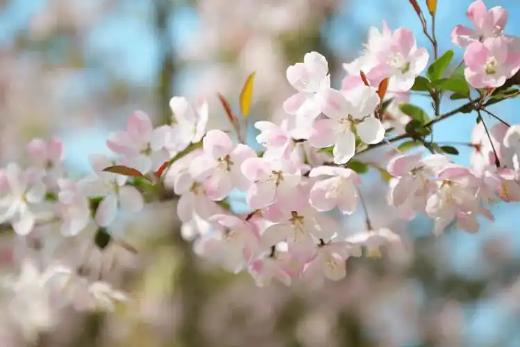 诗词丨春风拂面半池暖满园春色撩心弦