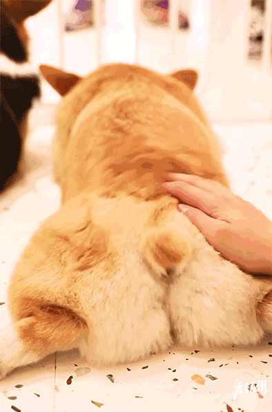 萌出血杭州首家柯基互动体验馆一大波小短腿排队等你撩