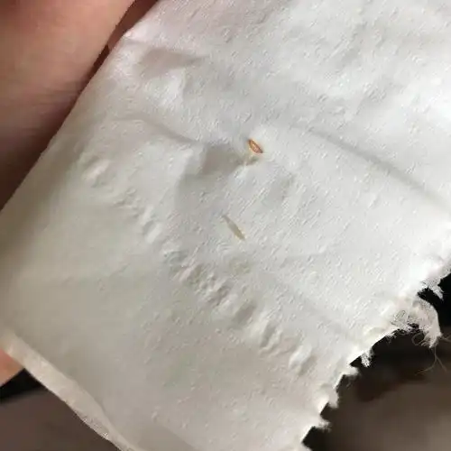 最近床上出现了图中的虫子 白色透明 蠕动的 还有像蛹一样的东西 前