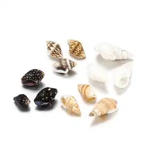 迷你海螺贝壳图片